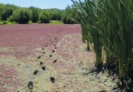 original Wetland