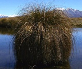 Wetlands restoration