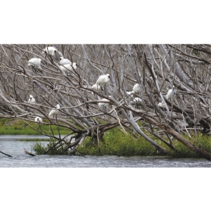 Royal Spoonbills at Big Lagoon. 