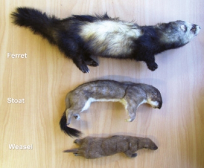 Mustelids: From the top, Ferret, Stoat, Weasel.