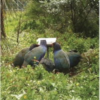 All in: A group of Takahe at a feeder used to help them settle and to enable future management requiring capture.