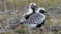 Plover pair: Distinctive and tough birds.