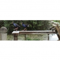 Marching Pukeko