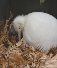 Happy kiwi: Manukura searching for supper. 