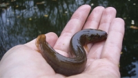 A Canterbury mudfish – they are able to survive for two months out of water.