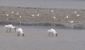 Feeding spot: Royal spoonbills around the mud flats just down from Waitangi boat ramp, Bay of Islands.