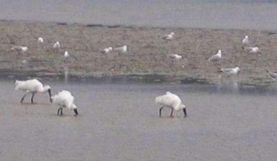 Feeding spot: Royal spoonbills around the mud flats just down from Waitangi boat ramp, Bay of Islands.