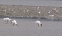 Feeding spot: Royal spoonbills around the mud flats just down from Waitangi boat ramp, Bay of Islands.