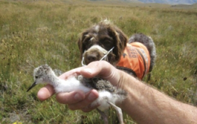 Kakī chick: Found thanks to Jazz the conservation dog