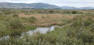 Otaki River: Water birds and other wildlife are benefiting from  estuary restoration  efforts.