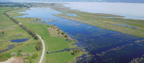 Boggy pond/Wairio wetland layout