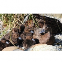 Check out the ducklings with their mother.