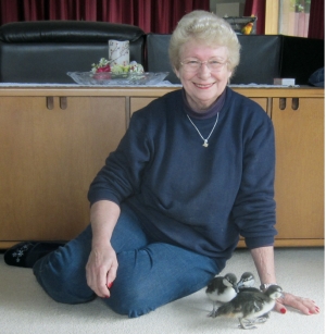 Bundles of fluff: Keeping Judy Fentress busy this hatching season.