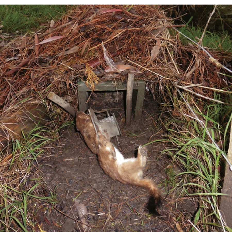 Trapping Vermin and Brexit Trapping Vermin and Brexit