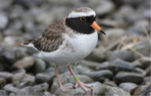 A male juvenile shore plover.