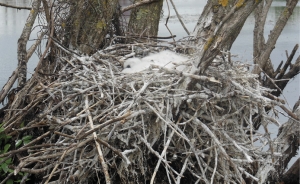 Bundles of fluff: Royal Spoonbill chicks in nest at Boggy Pond, southern Wairarapa.