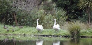 Swans. Loving new home: Even the ducks have accepted them. 