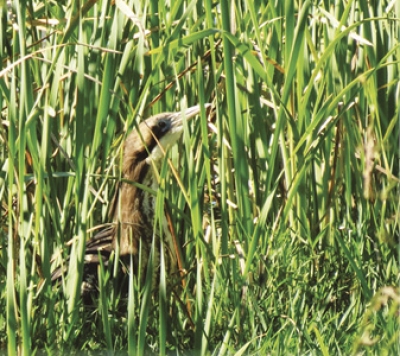Elusive: A master of disguise – the Bittern 