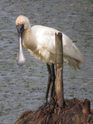 A spoonbill visits Lake Huritini, Levin.