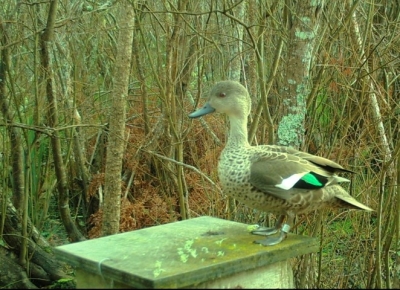 A banded grey teal on a nest box