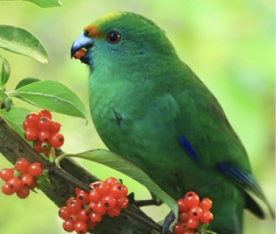 Yellow-crowned Kakariki