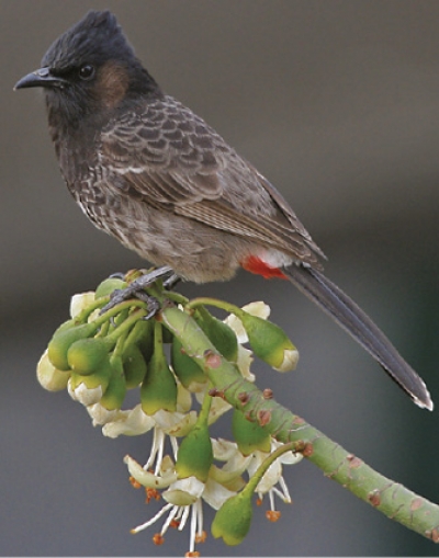 Unwanted: Red-vented bulbul