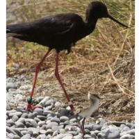 Juveniles: On the beach.