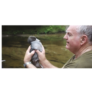 Bob Jordan and whio: – Bob Jordan, chief eco-warrior, with a blue duck.
