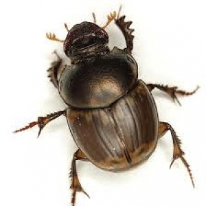 Dung Beetle