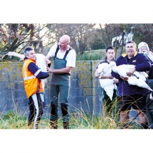 Press gang: Staff from Isaac Construction help catch the swans.