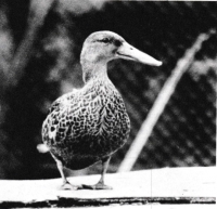 NZ Shoveler - Female