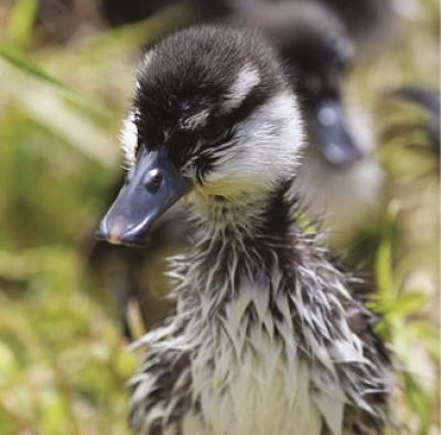 Very perky: Good start in life for a whio duckling.