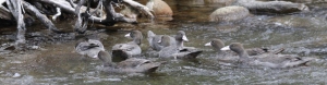 Freedom: Whio group at Egmont National Park.