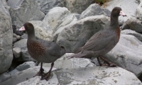 Blending in: Two Whio at Arthurs Pass. 