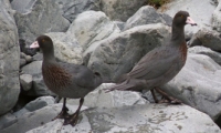 Blending in: Two Whio at Arthurs Pass.