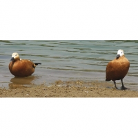 Sacred ducks: Ruddy shelduck