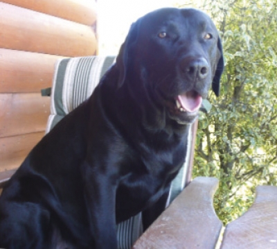 My chair: Baz is the real boss at the Hayes’ home, and here he is sitting in the boss’s chair. It is a rocking chair and Neil said Baz can even do “high fives” while he is rocking. Which is all down to Sylvia’s training Neil said.`