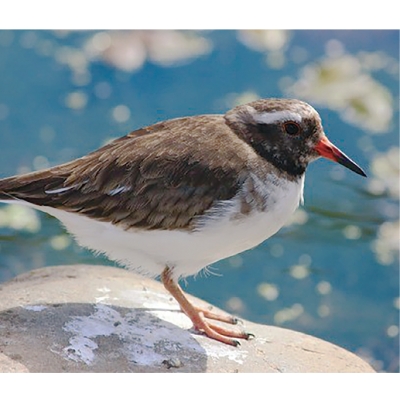 Shore Plover breeding success at Pukaha Mount Bruce