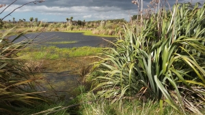 Wairio wetlands on the eastern shores of Lake Wairarapa