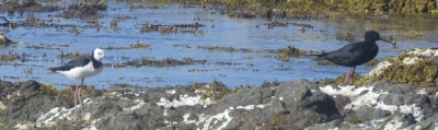 Diana Chetwin’s photo of the two stilts