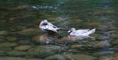 Safe haven: Whio (Blue ducks)  enjoy the peace of a bush stream.