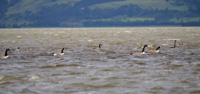 Water birds love Champion wetland
