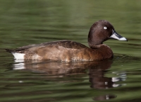 A lost duck? Alan Fielding wonders what became of the white-eye and suggests it has a place among New Zealand wildlife